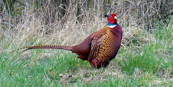 pheasant, plumage, bird, species, galliformes, tail feathers, animals