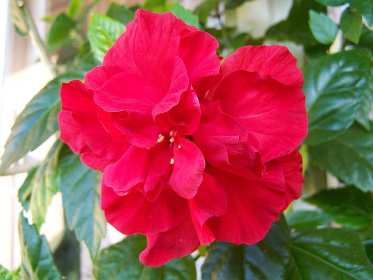hibisco, malva-rosa chinesa, planta da sala