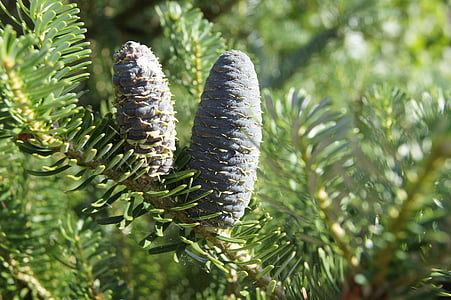 pine cone, pine, needles, nature, twigs, tree, iglak