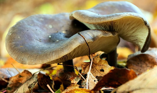 houby, podzim, Les, Příroda, vlhký, herbstimpression, podzimní les