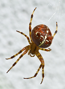 araña de jardín, araña, Arácnido, cerrar, macro de araña, Araneus diadematus, araña de rueda