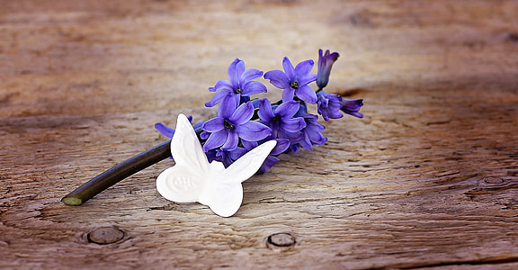 hyacinth, blomst, blomster, blå, blå blomst, duftende blomst, forårsblomst