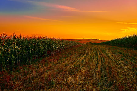 milho, campo, campo de milho, agricultura, fazenda, pôr do sol, Crepúsculo