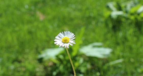 Daisy, Grass, Natur, Anlage, Blume, Blüte, Makro