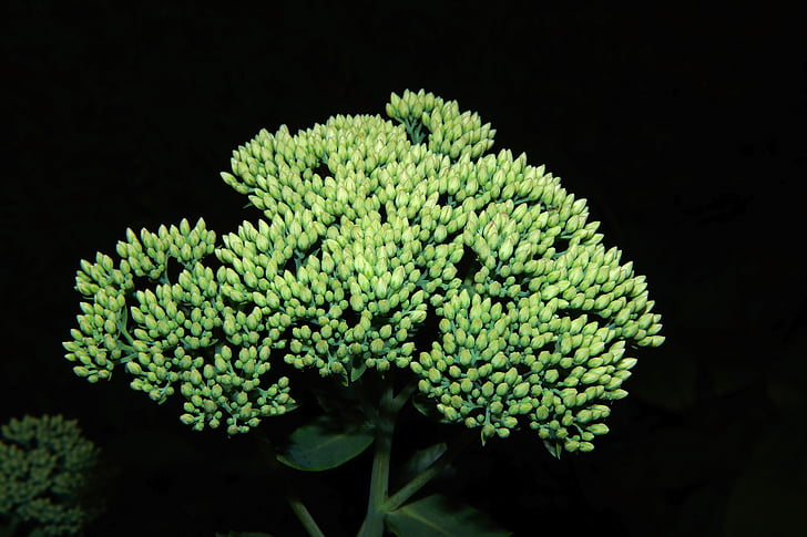 plant, flowers, close, green, beautiful