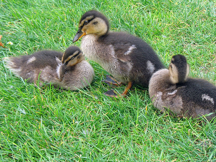 Bebek, Ducklings, tiga, hijau, rumput, rumput, bayi