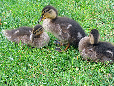 duckling, ducklings, three, green, grass, lawn, babies