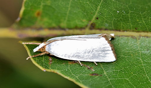 falena, Urola moth, nevoso urola moth, Lepidottero bianco, insetto, insettoidi, Ali