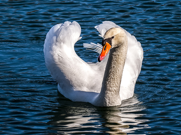 swan, mute swan, water bird, bird, nature, animal