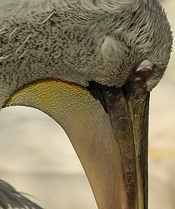 pelican, head, beak, eye, bird, animal, wildlife
