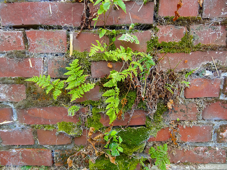wall, ferns, moose, cobweb, old, brick, background