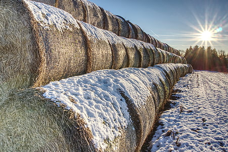 snowy, straw bales, straw, snow, winter, round bales, agriculture