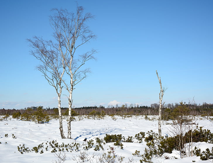 l'hivern, neu, arbre, individualment, bedoll, fred, paisatge