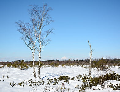 žiemą, sniego, medis, individualiai, Beržas, šaldymo, kraštovaizdžio