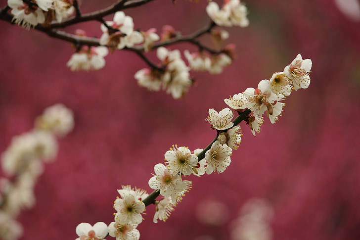 primavera, flor de Prunera, Jiang mei