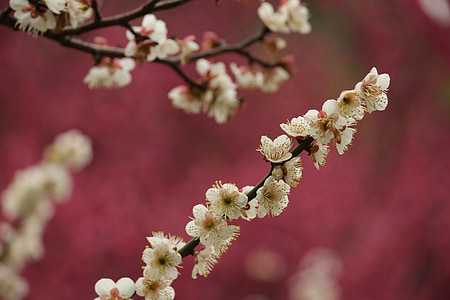 forår, blomme blomstre, Jiang mei