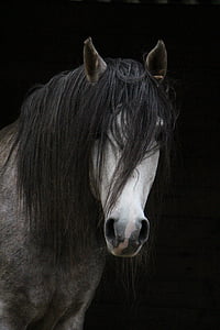 con ngựa, Tiếng ả Rập, đầu, ngựa đầu, lông đuôi ngựa, Mane, động vật