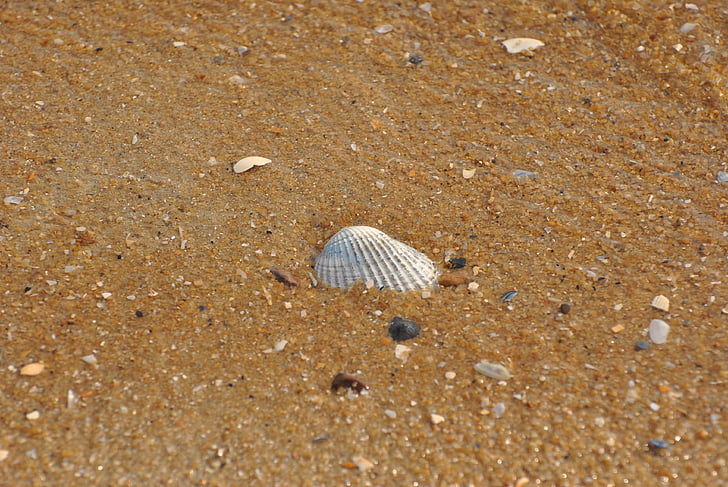 mar, escudo, conchas, concha do mar, padrão, plano de fundo, natureza