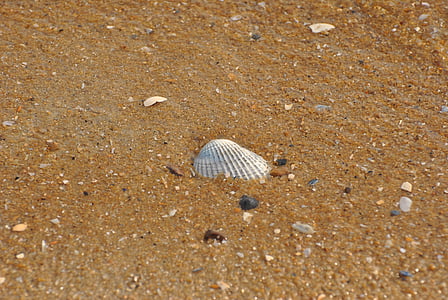 havet, Shell, snäckor, Seashell, mönster, bakgrund, naturen