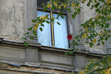 ablak, régi ablak, haza, homlokzat, épület, építészet, régi