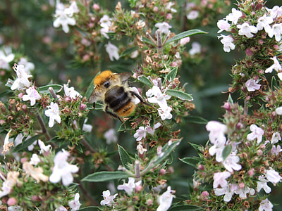 bumble-bee, salados, hierba, especias, planta, insectos, abeja