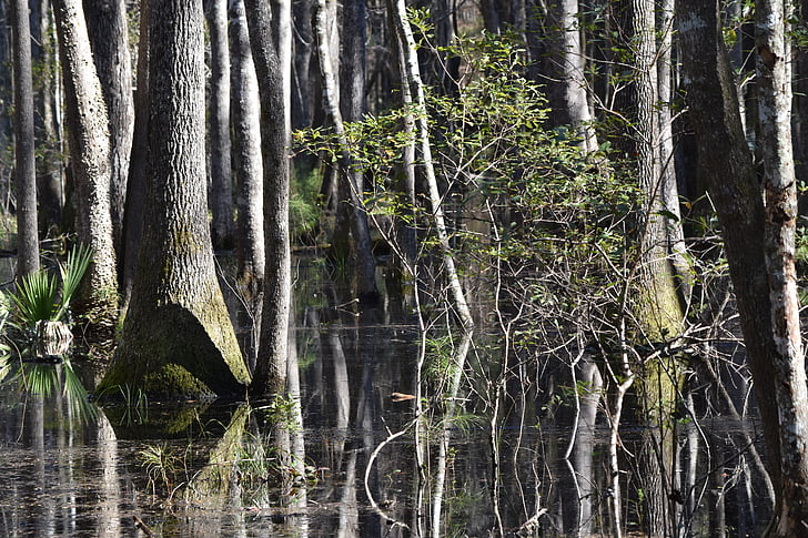 wetland, tree, southern, forest, remote, back country, nature