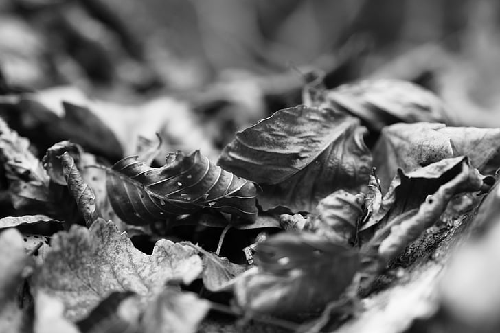 leaves, black and white, forest, nature, wood, undergrowth, fall
