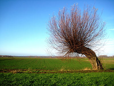 wind chur, tree, windschief, overgrown, crown, nature, rural Scene