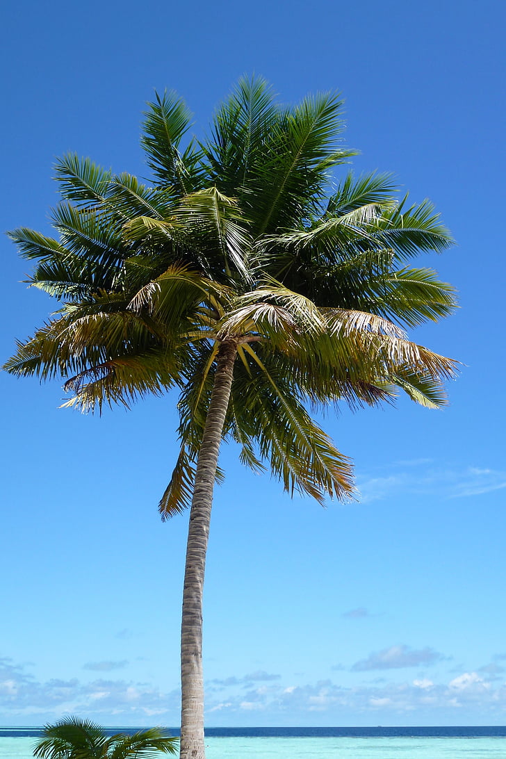 Palm, stranden, ön, exotiska, Palm tree, naturen, havet