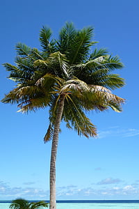 palmy, Plaża, Wyspa, egzotyczne, palmy, Natura, morze
