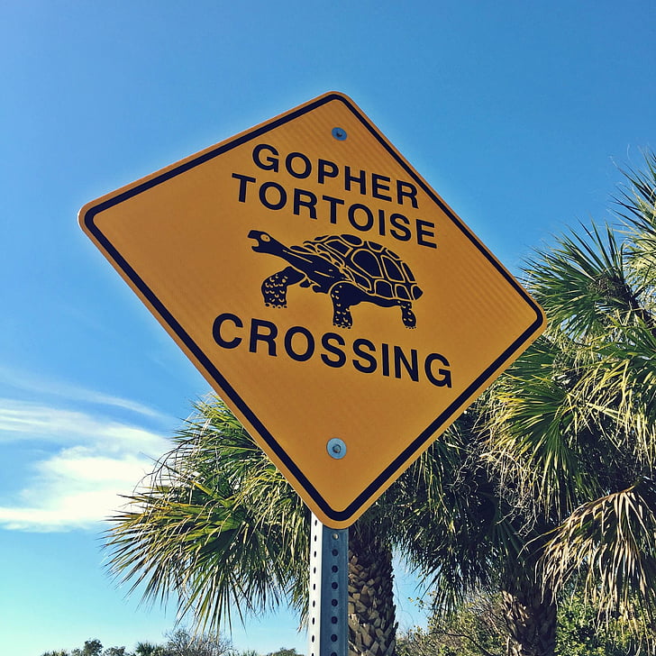 sign, tortoise, crossing, wildlife, turtle, animal, nature