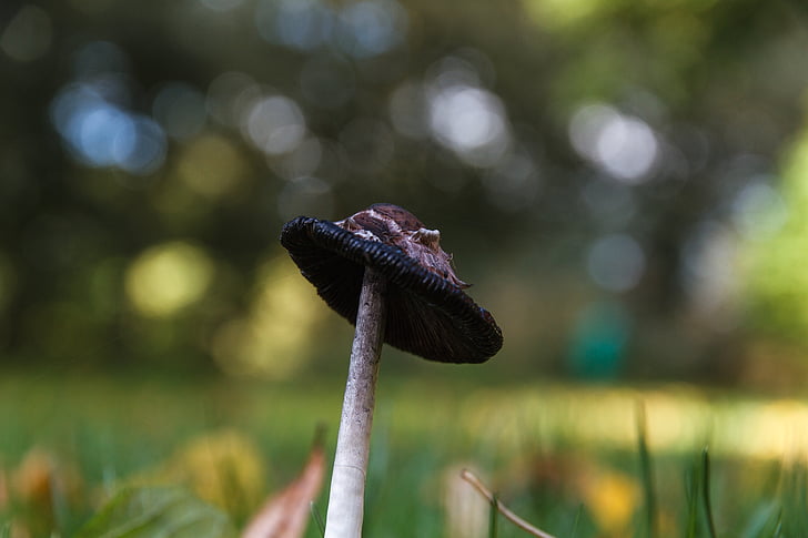 mushroom, meadow, nature