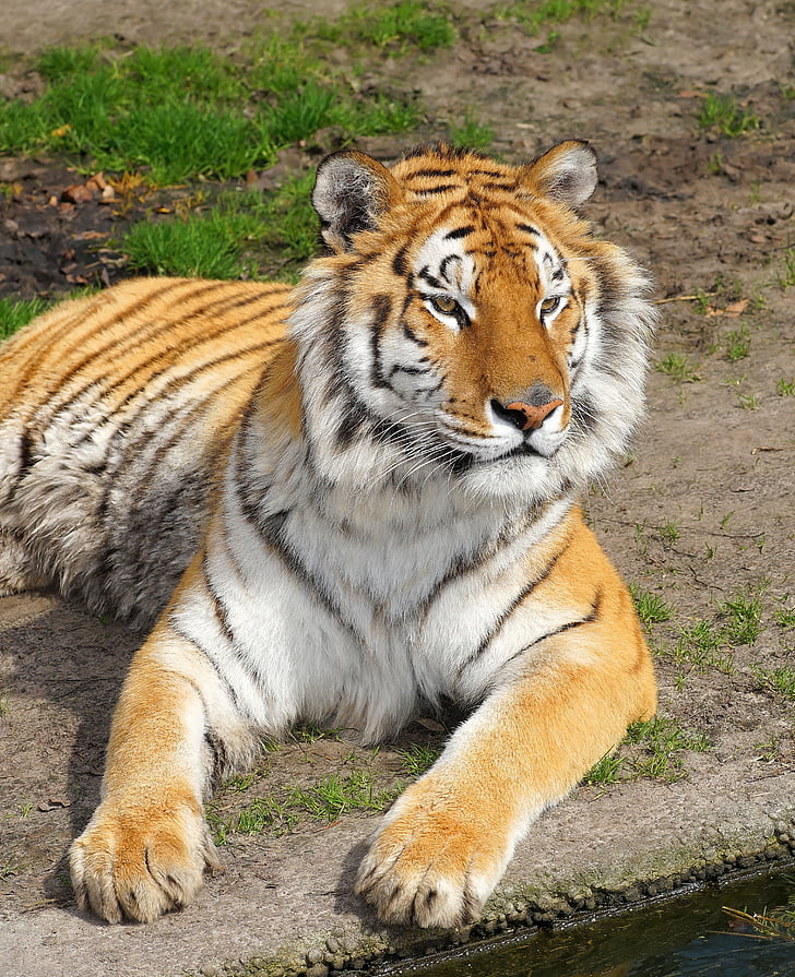 Tiger, stor katt, rovdyr, katten, villkatt, edle, sublime