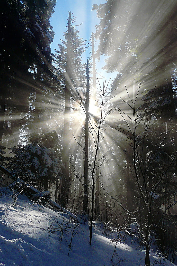 zimní les, Corona, ranní slunce, Nový rok, Zimní, sníh, Příroda
