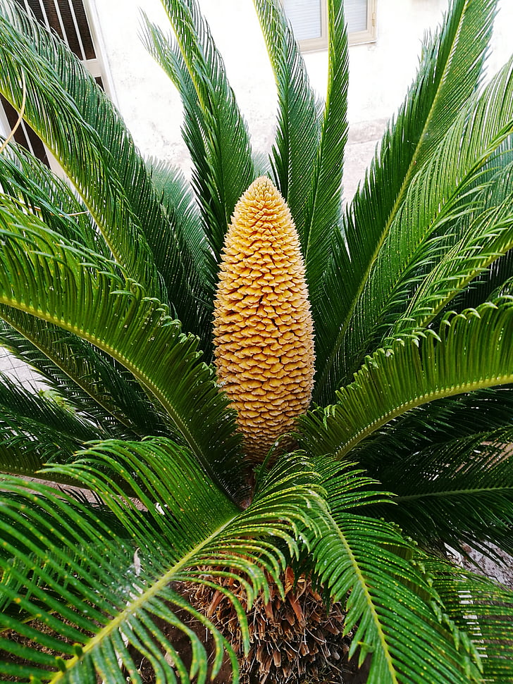 Palmvarens, bloem, Sago palm, Cycas revoluta, koning van sago, Sago palmvarens, plant