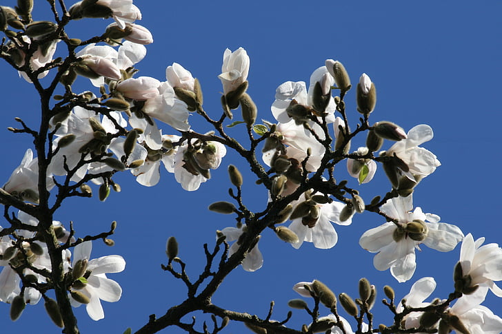 Magnolia, modrá obloha, biela, kvet, jar