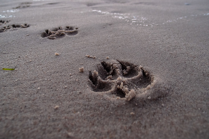 lábnyom, Beach, kutya, számokat a homokban, lábnyomok, mancs, Mancs kutya