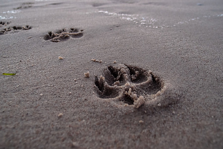 fotavtryck, stranden, hund, spår i sanden, fotspår, tass, hund tass