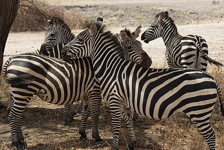 Zebra, Afrika, alam, satwa liar, hewan, Mamalia