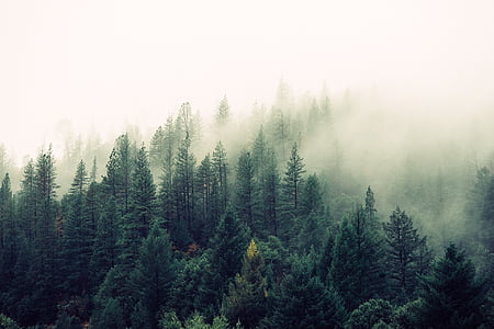 antenn, landskap, fotografering, skogen, dimma, dimmiga, träd