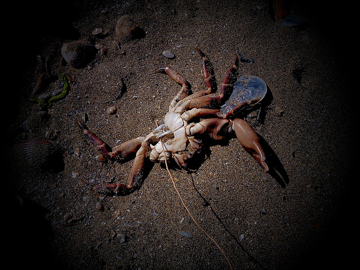 crab, sea, pollution, death