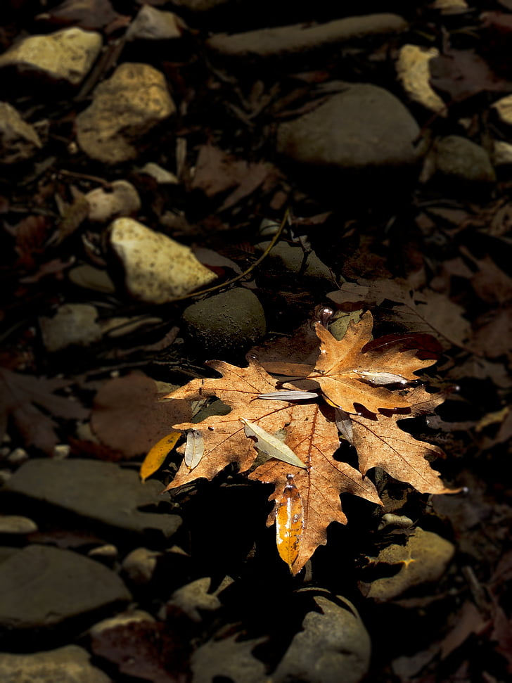 Есен, цветове, листа, Гърция, планински, Ривърсайд