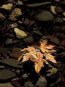 efterår, farver, blad, Grækenland, Mountain, ved flodbredden