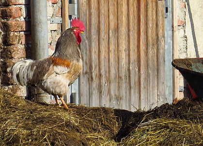 hahn, dung, pets, poultry, farm, agriculture, rural Scene