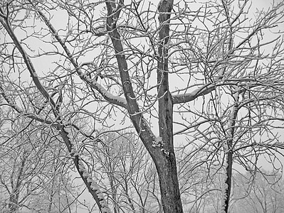 trees, snow, christmas, xmas, winter, branches, limbs