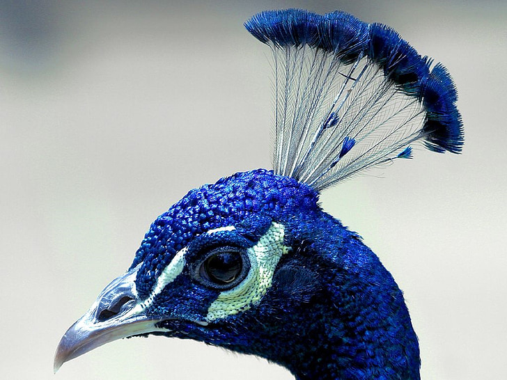 pavão, cabeça, Perfil, pluma, azul, bico, pássaro