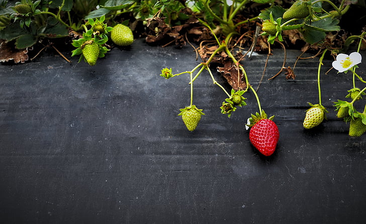unripe, ripe, strawberries, top, brown, surface, fruit