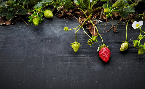 Unreife, reif, Erdbeeren, Nach oben, Braun, Oberfläche, Obst