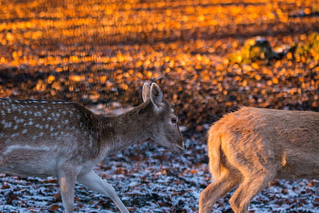 Roe deer, Hirsch, Red deer, rừng, hoang dã, Thiên nhiên, động vật