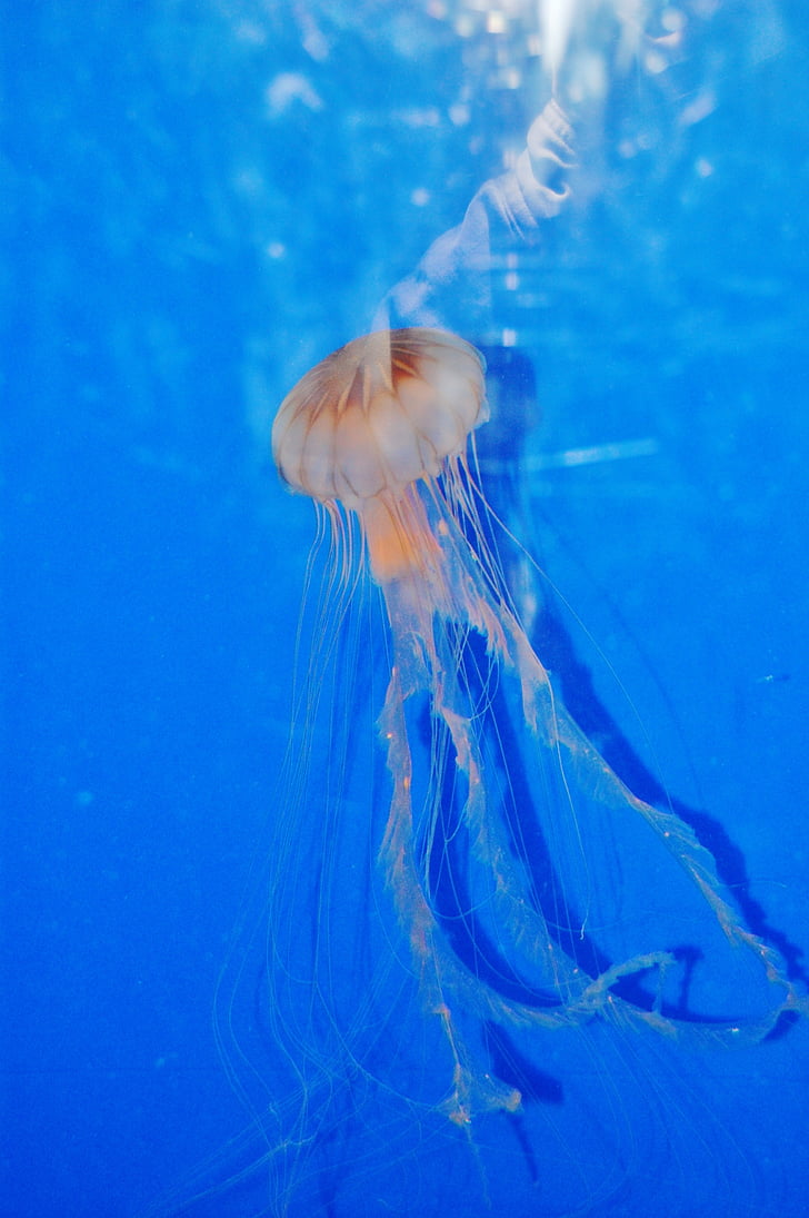 jellyfish, aquarium, marine, swimming, creature, sea life, underwater